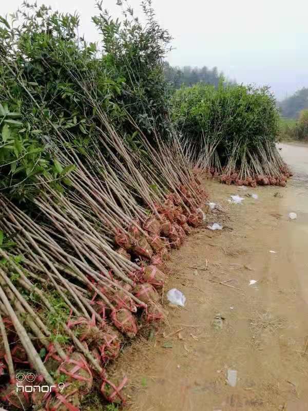 桂花树  桂花