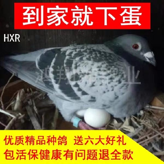 太和县银羽王鸽 卡奴.红绣.白羽王.银王.灰王，麒麟花，瓦灰.雨点，品种