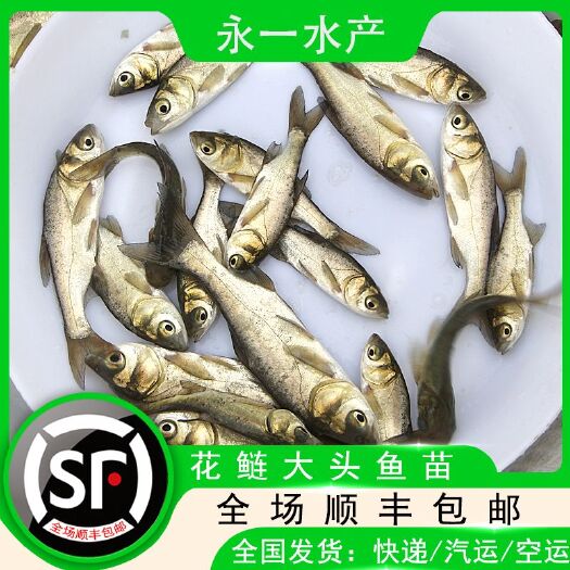 中山市 花鲢鱼苗草鱼鱼苗四大家鱼淡水养殖新鲜花鲢活体