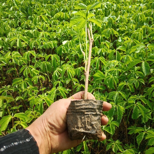 天津 爬山虎一年盆栽小苗