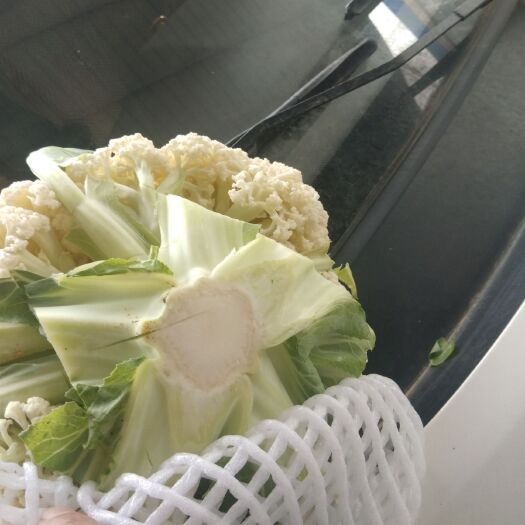 三原县有机花菜 包菜，松花大量上市