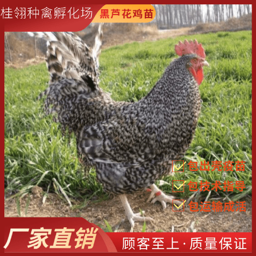 南宁 黑芦花鸡苗  纯种
