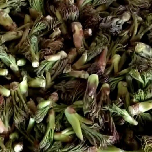 本溪县刺老芽 山上的刺龙芽下来了