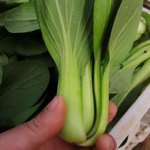曹县 精品陆地油菜上海青