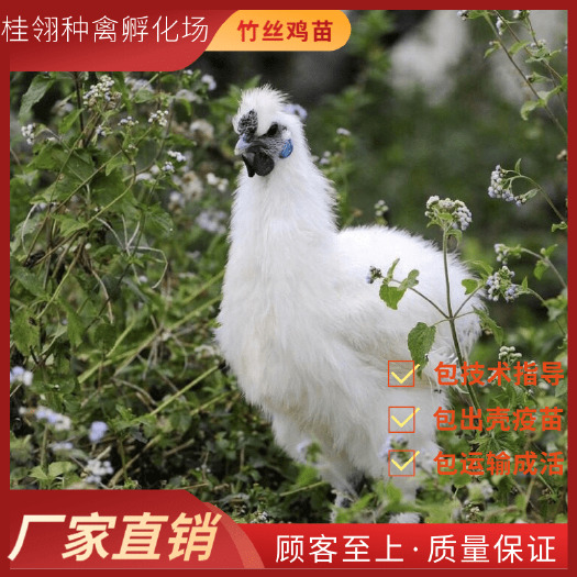 南宁竹丝鸡苗 纯种