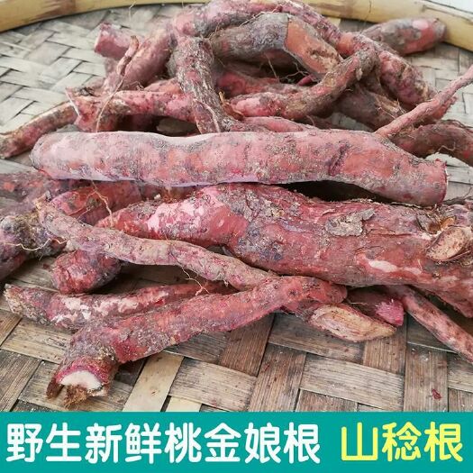 陆丰市 桃金娘根桃金娘多尼岗捻山捻新鲜