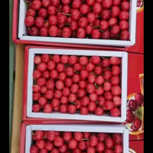济南红灯樱桃 20-22mm 5-8g