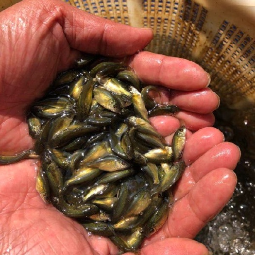 南宁裸鲤鱼苗(又名无鳞鲤)