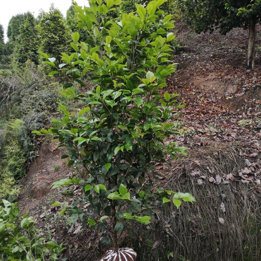 高县四川高县泳清茶花种植场专业种植销售各种规格优质茶花树