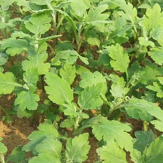 开封 菊花苗，金丝皇菊种苗