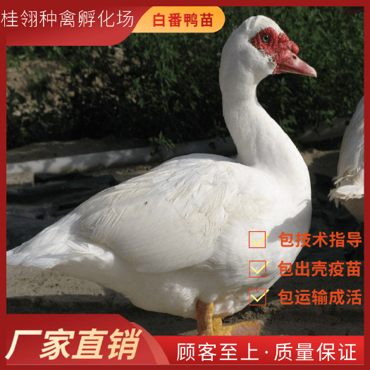 南宁 大种  鸭苗  白番鸭
