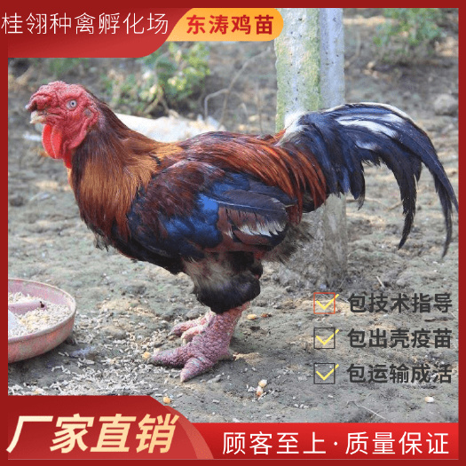 南宁 东涛鸡苗