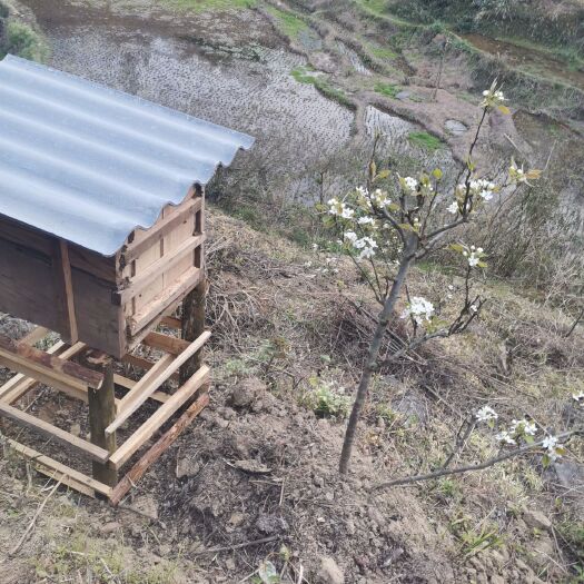 余庆县土蜂蜜 2年以上 41
