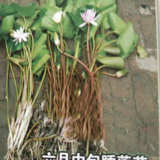 安新县 六月中旬睡莲苗。