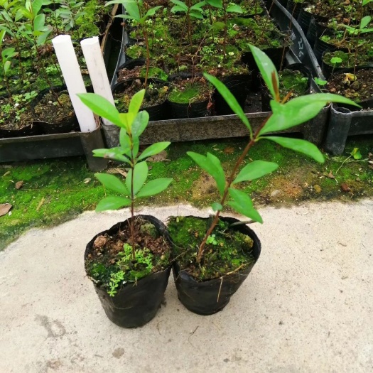 广州巴西樱桃袋苗  小果巴西甜樱桃苗 庭院盆栽果树苗