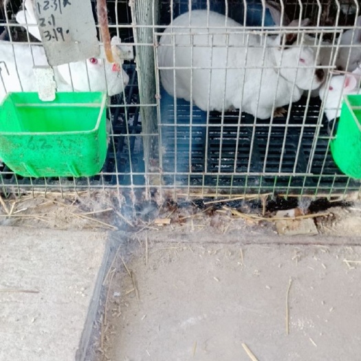 獭兔种兔 獭兔