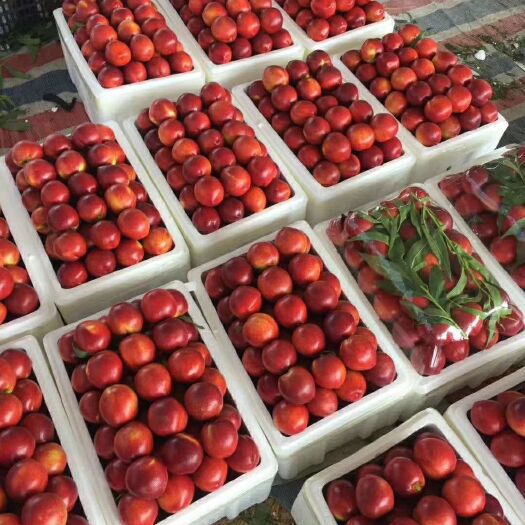 莒县 山东莒县油桃大量上市了口感脆甜。色泽鲜艳品种齐全欢迎前来选购