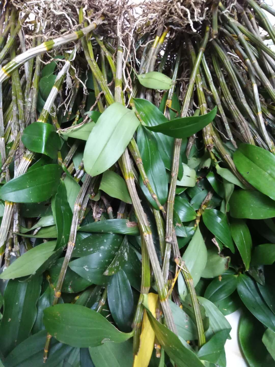 江城哈尼族彝族自治县 石斛 球花石斛