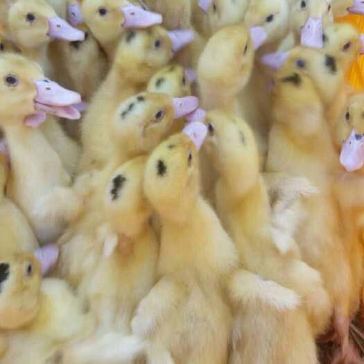 南宁 优质 一点头鸭苗