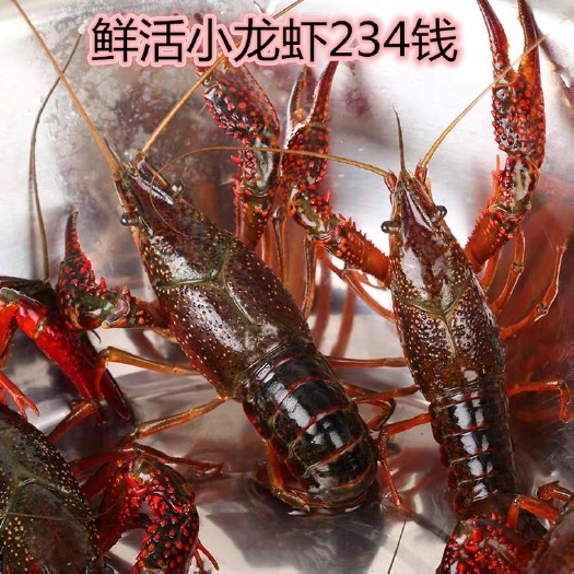 潜江市潜江小龙虾 自家虾塘2-4钱接单直售发货，每天有货500斤（已停无货）