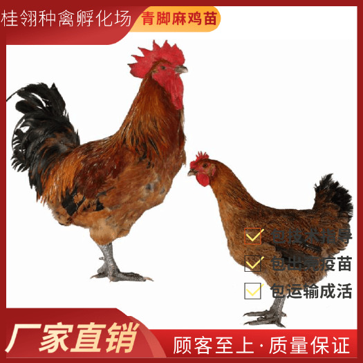 南宁 青脚麻鸡苗  肉鸡苗  快大型