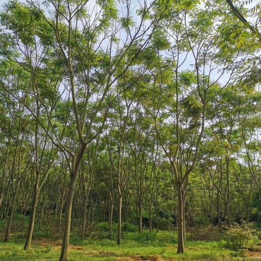 栾树，黄山栾树，栾树价格