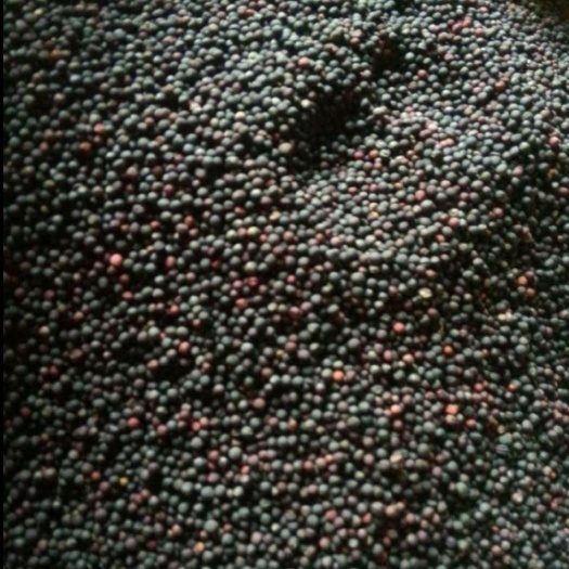 罗平县 大量油菜籽上市