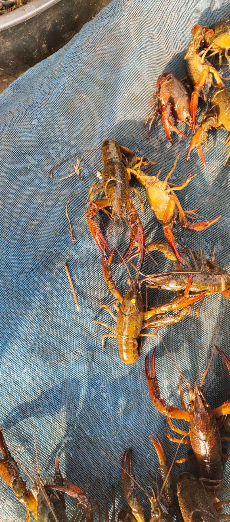 红壳小龙虾 大青6-9钱