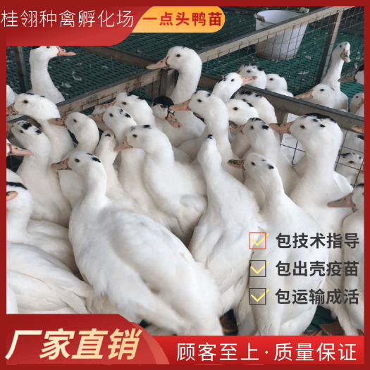 南宁一点头鸭苗   m18  纯种  鸭苗 可零售  可批发