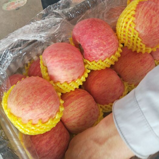 烟台 苹果