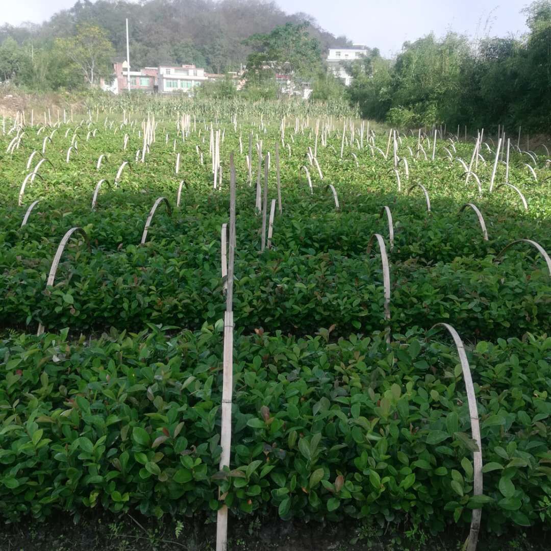 油茶苗 油茶籽苗，杨梅苗，151++7724++7207