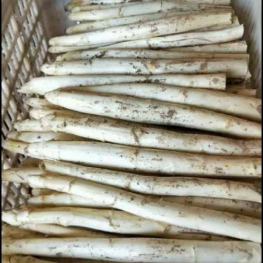 菏泽 白芦笋  长度20～30  直径10mm以上