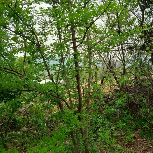 京山市对节白蜡 对节树