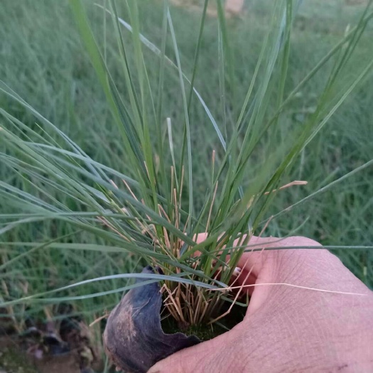 青州市粉黛乱子草