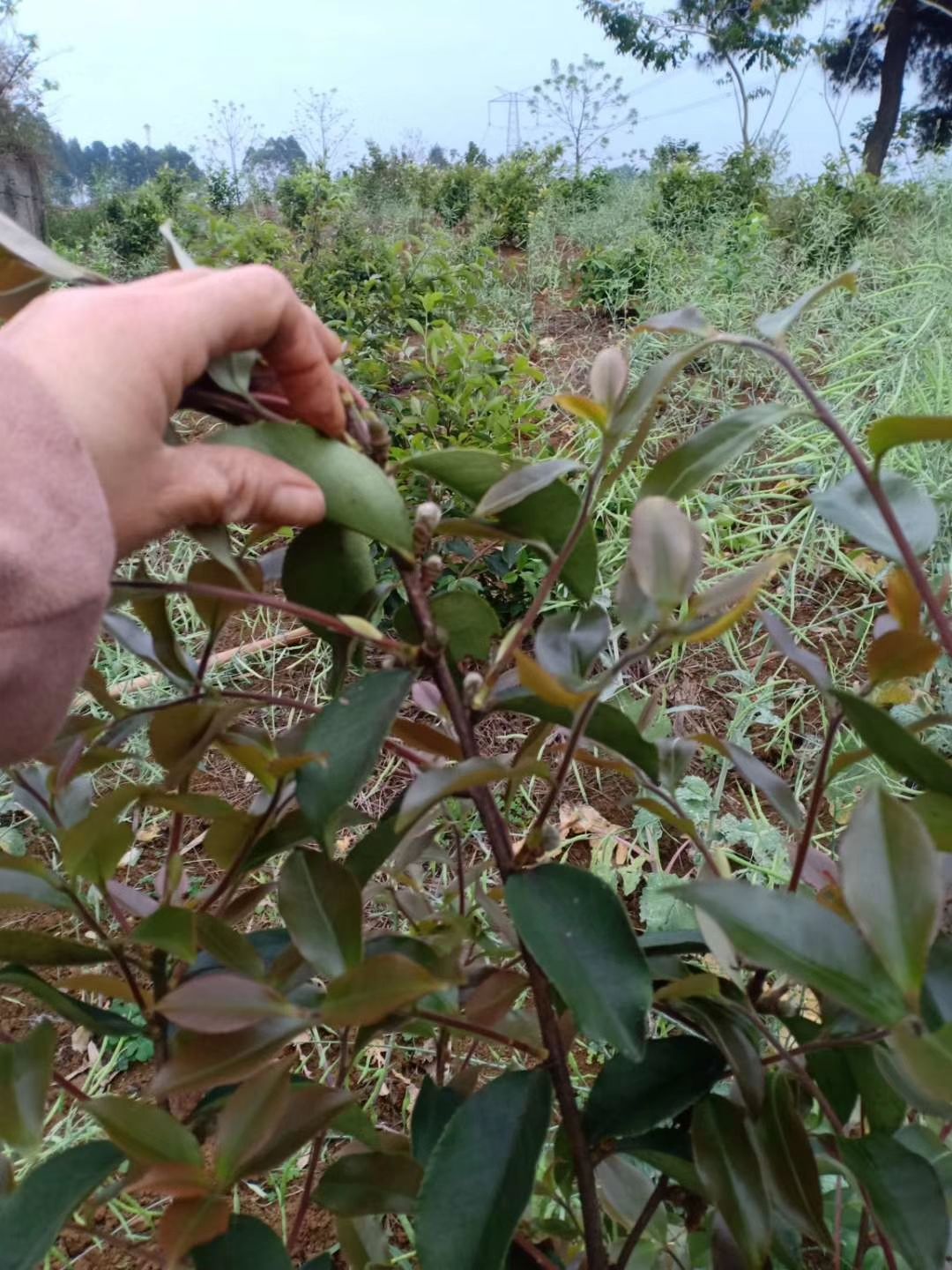 油茶苗 油茶籽苗，杨梅苗，151++7724++7207