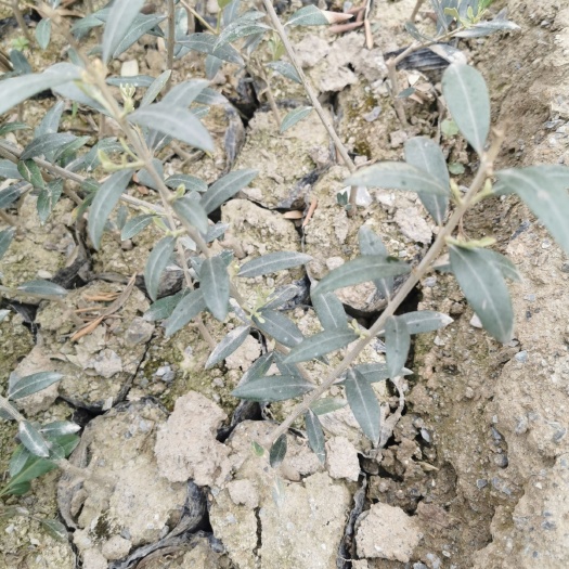 陇南油橄榄苗  武都   油橄榄树苗 有需要的联系