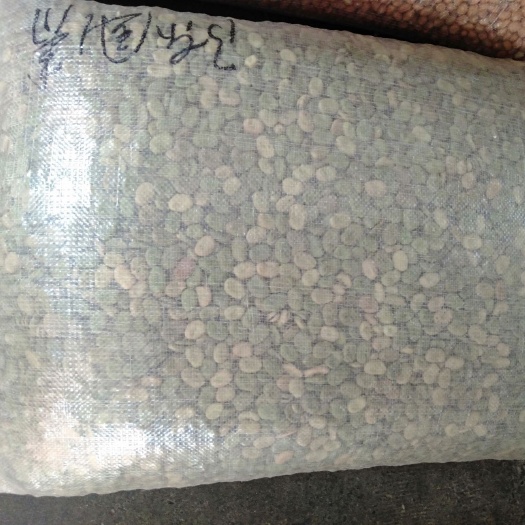 成都干蚕豆