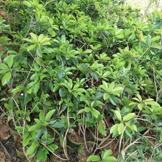 人参果苗  人心果苗，阳台，庭院都可种植