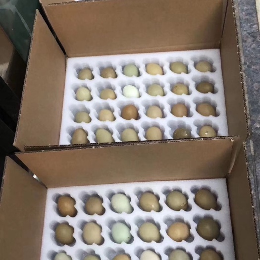 江门山鸡种蛋 孵化 箱装
