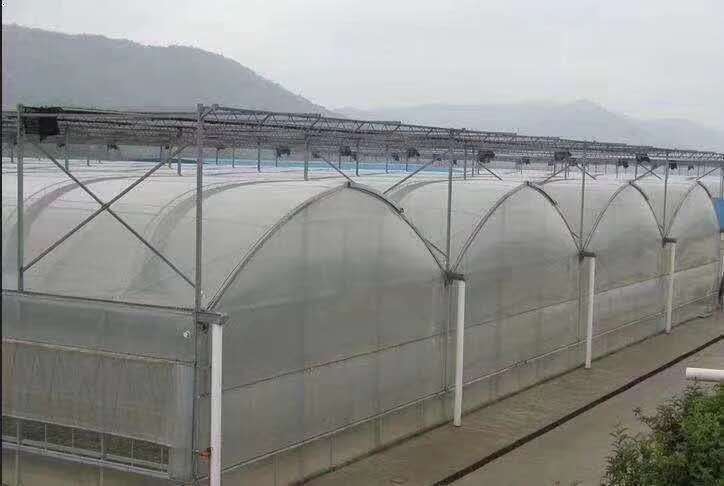 天津育苗温室大棚 蔬菜大棚
