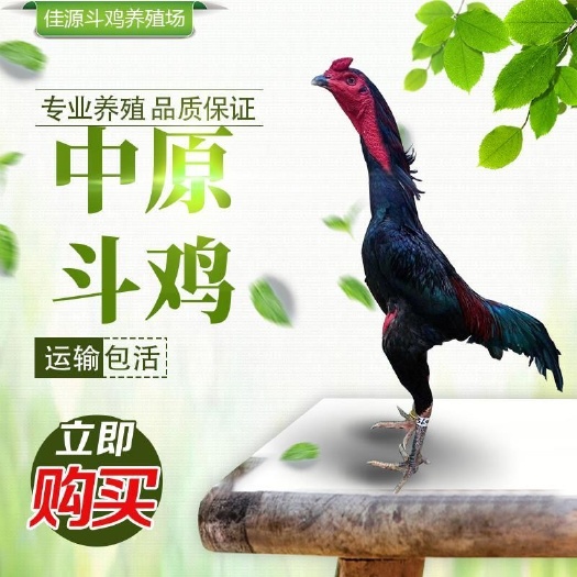 斗鸡活苗越南纯种鬼子小鸡成年鸡泰国斗鸡中原斗鸡活体