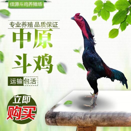 太和县斗鸡活苗越南纯种鬼子小鸡成年鸡泰国斗鸡中原斗鸡活体