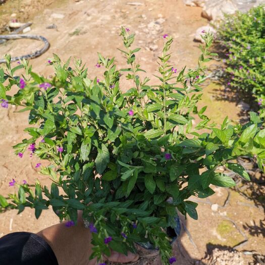 东莞市 星花，满天星