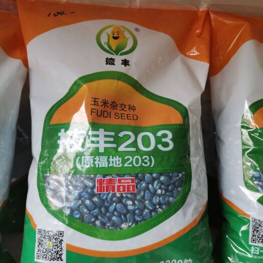 掖丰203玉米种子 玉米杂交种