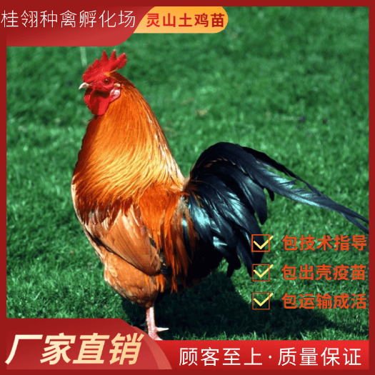 南宁 灵山土鸡苗 纯种    广西