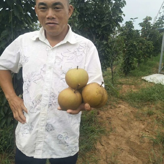 宜城市 精品晚秋梨个大，甜度高，瓜形好看，每天现摘现发，产地直销！