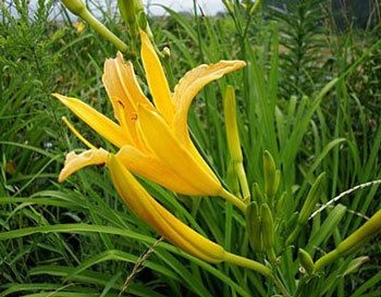 单县 新鲜黄花菜即将上市