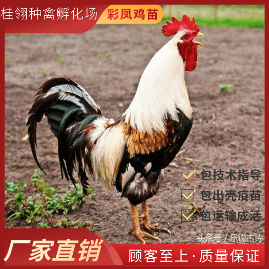 南宁彩凤鸡苗  珍禽  纯种 出壳活体   可零售  可批发