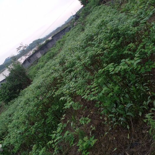 罗城县吴茱萸苗