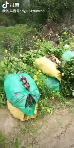 油茶苗 油茶籽苗，杨梅苗，151++7724++7207